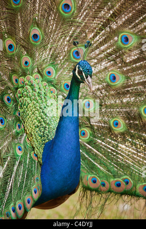Männlicher Pfau Durchführung Balz Stockfoto