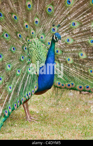 Männlicher Pfau Balz Stockfoto