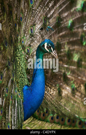 Männlicher Pfau anzeigen Stockfoto