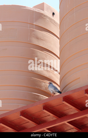 Blasse singen Goshawk (Melierax Canorus) auf einem Wasserturm Lagerung, Sossusvlei, Namibia Stockfoto