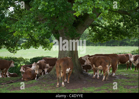 Herefordshire Rinder Unterschlupf unter Eiche bei starkem Regen auf Llanthony Hof Bauernhof auf offenen Bauernhof Sonntag Stockfoto