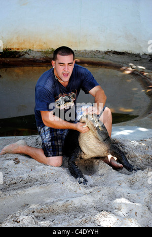 Amerikanischer Alligator wrestling in den Everglades National Park Stockfoto