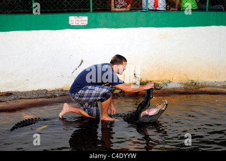 Amerikanischer Alligator wrestling in den Everglades National Park Stockfoto