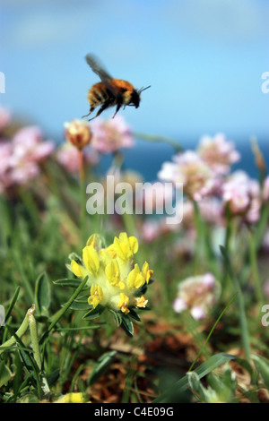 Biene, ließ eine gelbe Niere Wicke mit rosa Sparsamkeit im Hintergrund Stockfoto