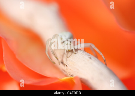 Thomisus weiße Spinne auf eine rose orange Stockfoto