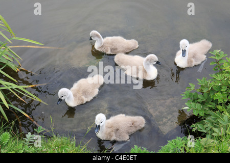 Eine Gruppe von jungen Schwäne oder Cygnets gesehen auf dem Leeds und Liverpool Kanal in der Nähe von Skipton, Yorkshire, England, UK Stockfoto