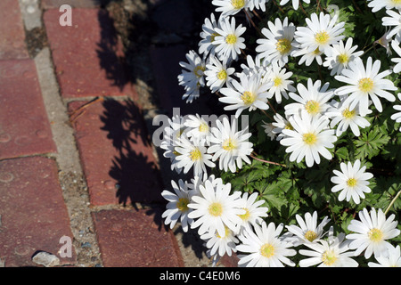 blühenden Blumen und Gartenweg Stockfoto