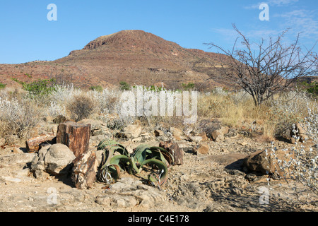 Versteinerte Baumstümpfe und Welwitschia Pflanze (Welwitschia Mirabilis) am versteinerten Wald, Damaraland, Namibia. Stockfoto