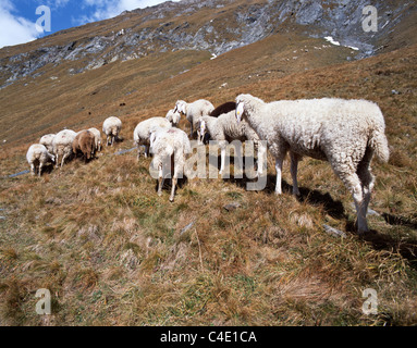 Eine Herde Schafe weiden auf der Alm / Berghang des Val di Vizze, Alpen, Südtirol, Italien Stockfoto