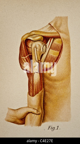 Abbildung der menschlichen Schulter copyright 1902 Stockfoto