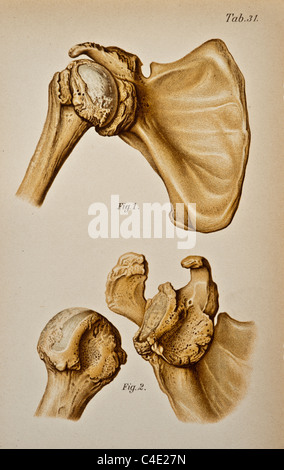 Abbildung der menschlichen Schulter copyright 1902 Stockfoto