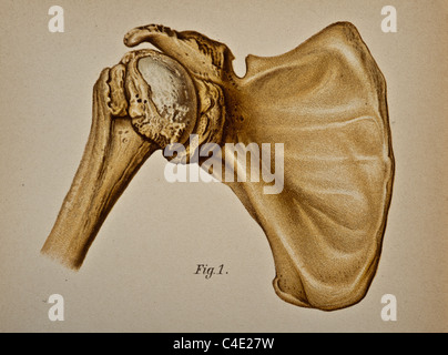 Abbildung der menschlichen Schulter copyright 1902 Stockfoto