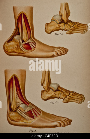 Abbildung des menschlichen Knöchels copyright 1902 Stockfoto