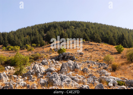 Zeder Wald, Chouf Cedar Reserve, Chouf Berge, Libanon. Stockfoto