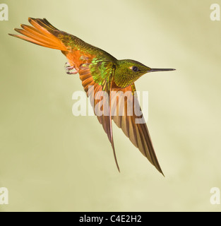 Kastanien-breasted Coronet Kolibri, Boissonneaua Matthewsii, in der Guango Lodge in Ecuador. Stockfoto