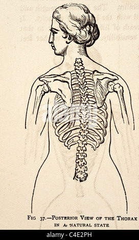 Illustration des menschlichen weiblichen Skelett-Systems copyright 1877 Stockfoto