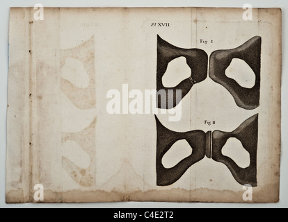 Antike medizinische Illustration der Becken-Knochen Stockfoto