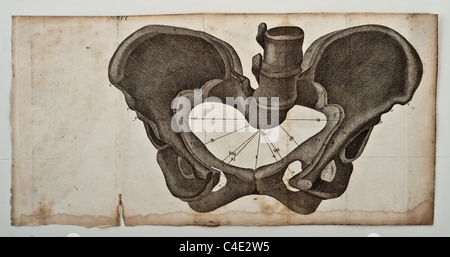 Abbildung des menschlichen Beckens copyright 1822 Stockfoto