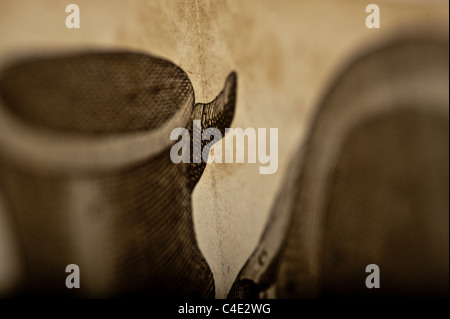 Antike medizinische Illustration der Becken-Knochen Stockfoto