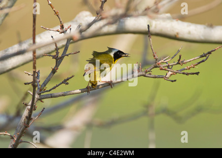 Gemeinsame Yellowthroat Stockfoto