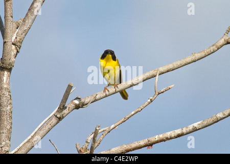 Gemeinsame Yellowthroat Stockfoto