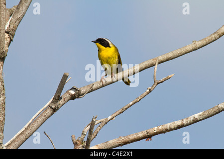 Gemeinsame Yellowthroat Stockfoto