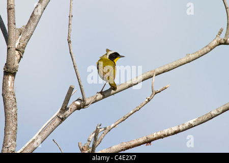 Gemeinsame Yellowthroat Stockfoto