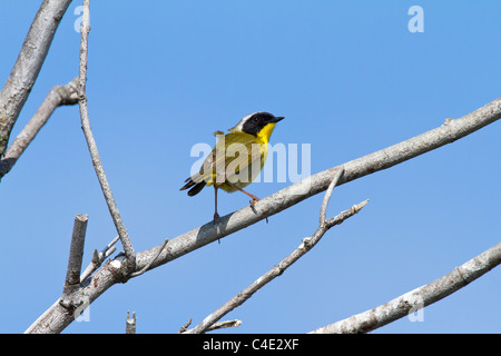 Gemeinsame Yellowthroat Stockfoto