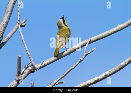 Gemeinsame Yellowthroat Stockfoto