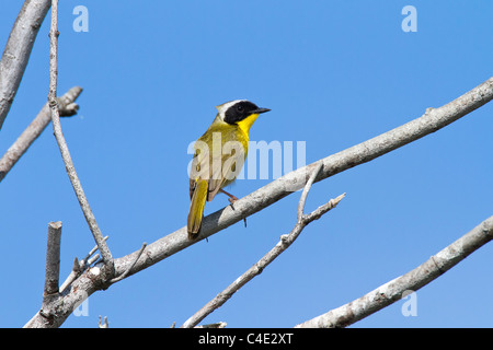 Gemeinsame Yellowthroat Stockfoto