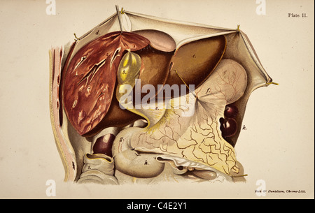 Antike medizinische Illustration des menschlichen Eingeweide, inneren Organe und der Bauchhöhle. Stockfoto