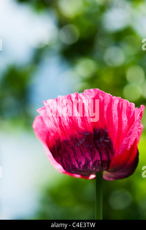 Papaver Somniferum, Mohnblume Stockfoto