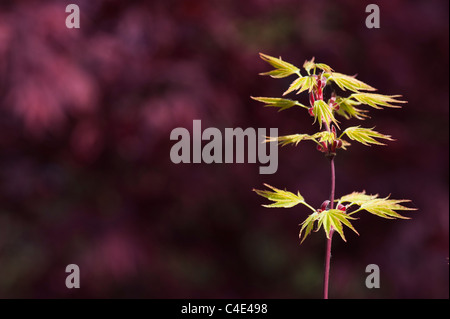 Acer palmatum 'Okushimo'. Glatte japanischen Ahorn gegen einen dunklen Hintergrund Stockfoto