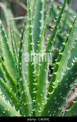 Aloe x spinosissima. Spider Aloe Pflanze Stockfoto