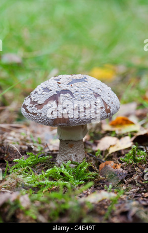 Amanita Pantherina, Kappe Panther Pilz Stockfoto