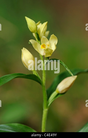 Weiße Helleborne, Cepahalanthera Damasonium, terrestrische Orchidee Orchidaceae Stockfoto