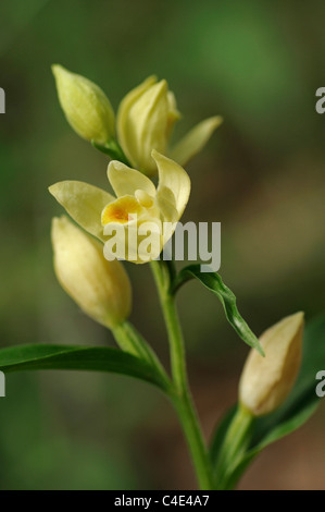 Weiße Helleborne, Cepahalanthera Damasonium, terrestrische Orchidee Orchidaceae Stockfoto