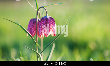 Fritillaria Meleagris. Schlangen Kopf Fritillary Wildblumen in der englischen Landschaft. Nordwiese, Cricklade, England Stockfoto