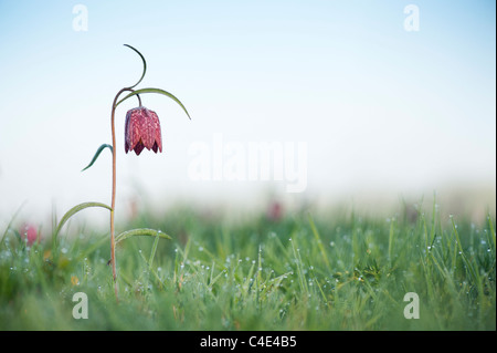 Fritillaria Meleagris. Schlangen Kopf Fritillary Wildblumen in der englischen Landschaft. Nordwiese, Cricklade, England Stockfoto