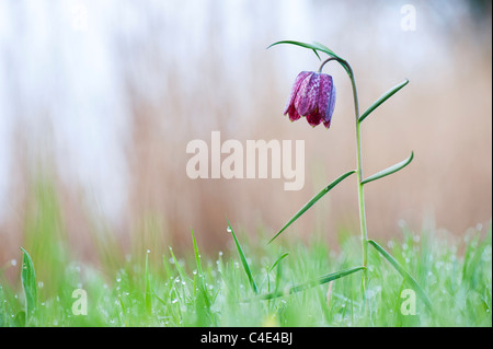 Fritillaria Meleagris. Schlangen Kopf Fritillary Wildblumen in der englischen Landschaft. Nordwiese, Cricklade, England Stockfoto