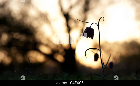 Fritillaria Meleagris. Schlangen Kopf Fritillary Wildblumen in der englischen Landschaft bei Sonnenuntergang. Norden Wiese, Cricklade, Silhouette Stockfoto