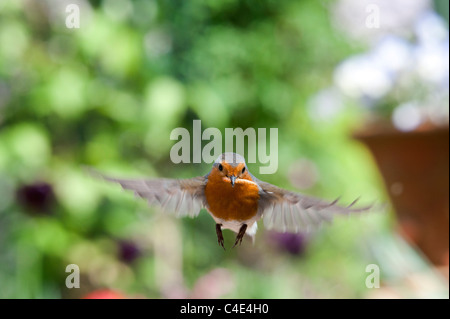 Robin im Flug Landung mit Mehlwürmern in seinem Schnabel. Großbritannien Stockfoto