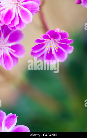 Lewisia Cotyledon Regenbogen Blumen Stockfoto
