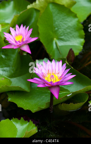 Nymphaea. Tropische Seerose Stockfoto