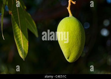 Mangifera Indica. Reife Mango auf einem Baum in der indischen Landschaft Stockfoto
