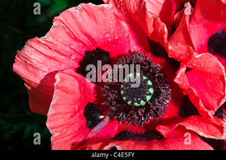 Orientalische Mohn - Papaver orientale Stockfoto