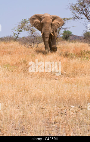 Elefant (Loxodonta Africana) zu Fuß in Richtung Fotografen, volle Porträt, Samburu National Reserve, Kenia, Ostafrika Stockfoto