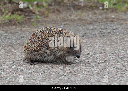 Western-Igel auf Schotterstraße Stockfoto