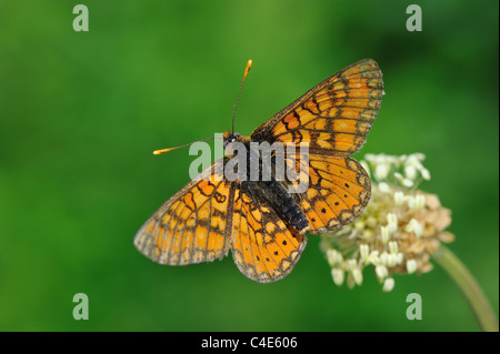 Marsh Fritillary (Etikett Aurinia Ssp Provincialis - Eurodryas Aurinia) mit offenen Flügeln auf einer Blume im Frühling Stockfoto