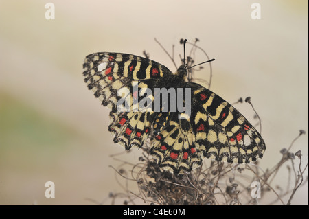 Spanische Schwalbenschwanz (Zerynthia Rumina) stehen mit offenen Flügeln auf eine getrocknete Blume im Frühling Stockfoto